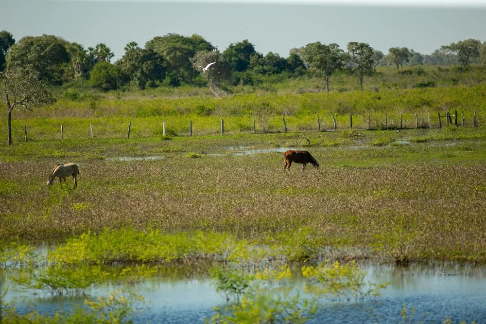 Edital do PSA Pantanal é publicado e incentivo financeiro pode chegar a R$ 100 mil por propriedade